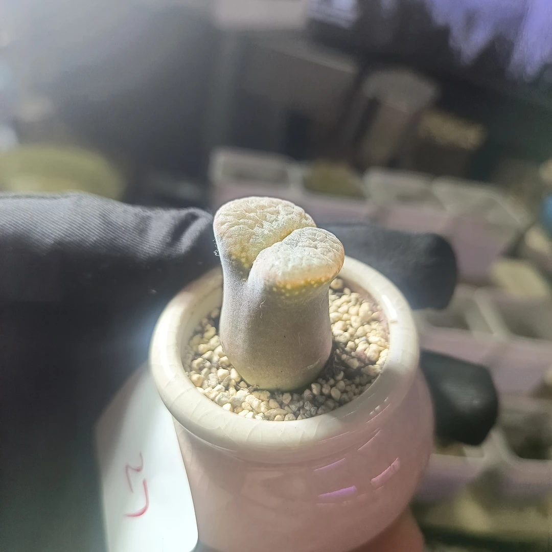风铃玉生石花多肉植物开花大颗母本趣味组合盆栽