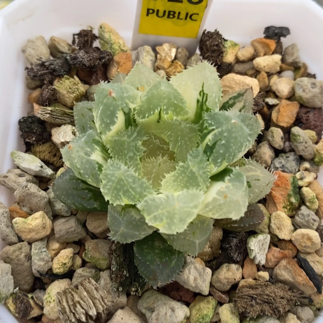 728号玄冰玉露锦带盆