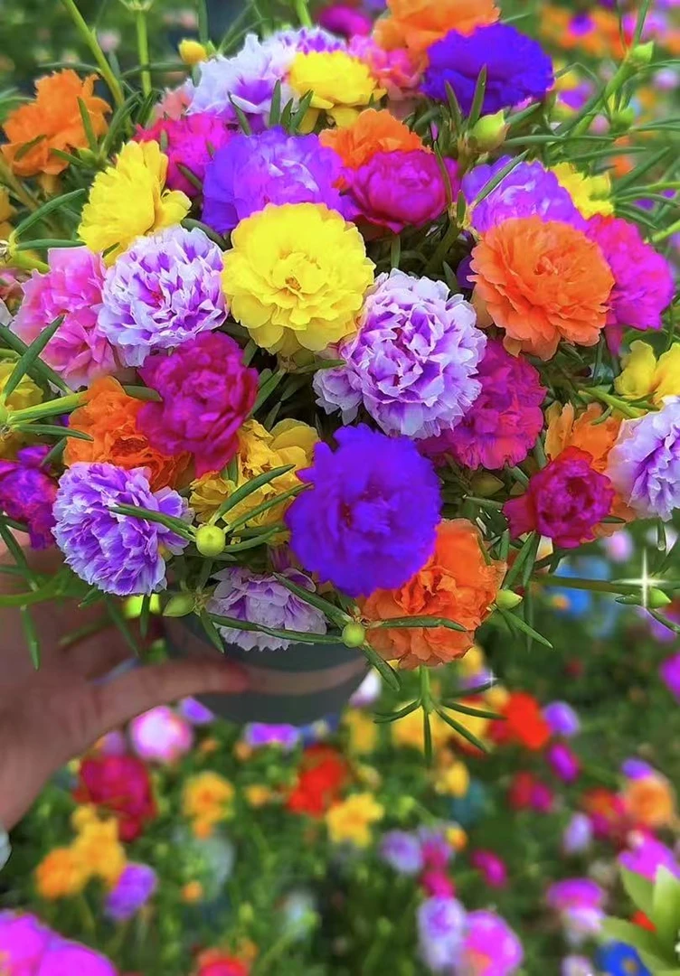 【矮胖带盆栽好】进口新品网红款重瓣太阳花多年生长Ku2  N