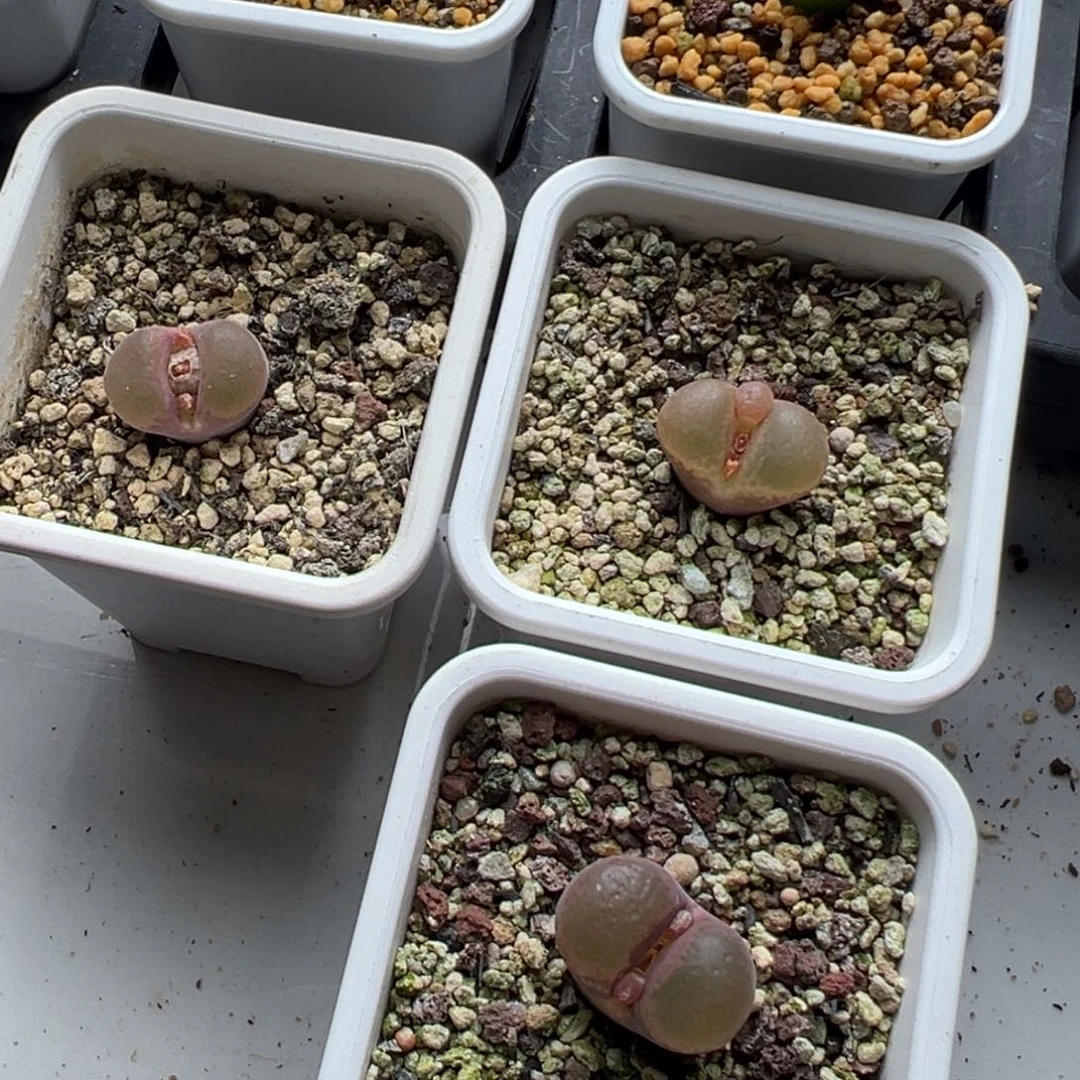 无花朵夏*?实生风铃玉