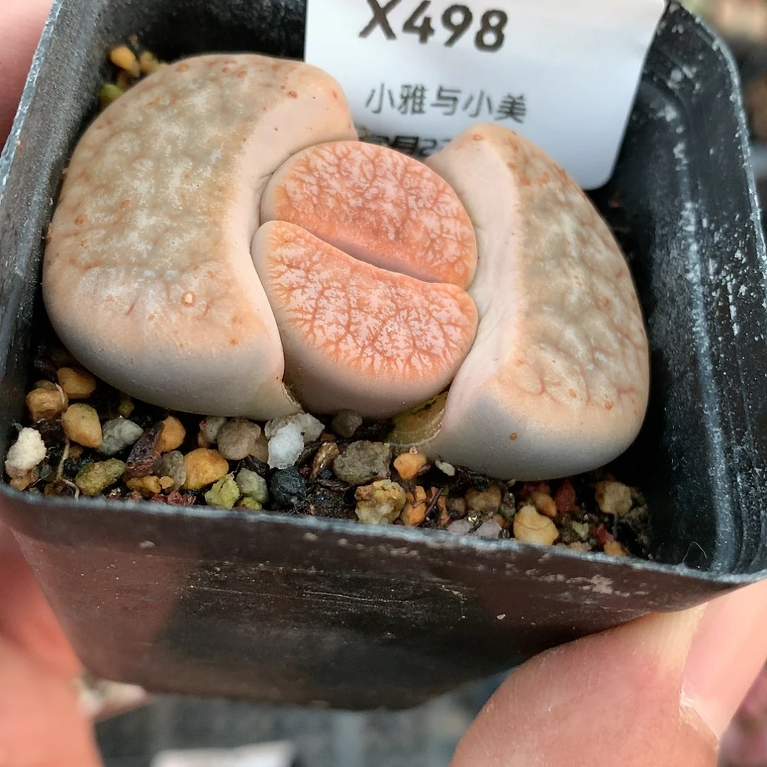 X498多肉植物保护