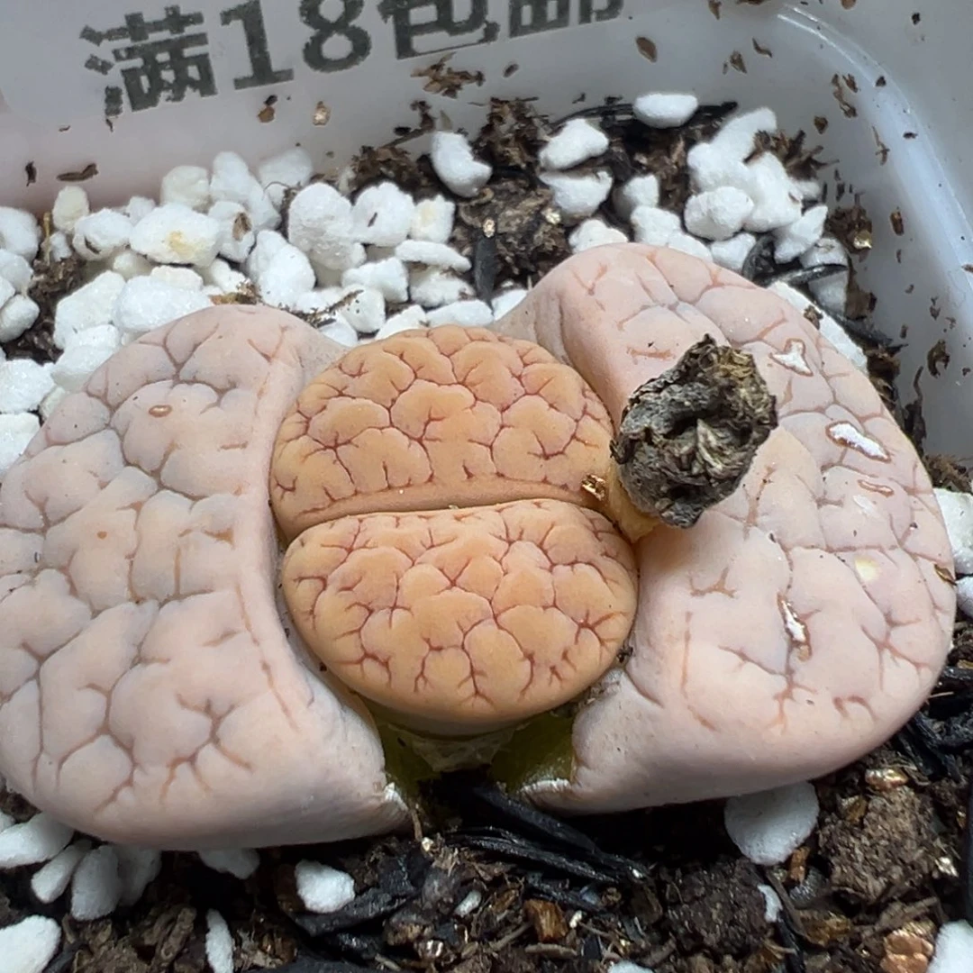 【闪购商品】 706。