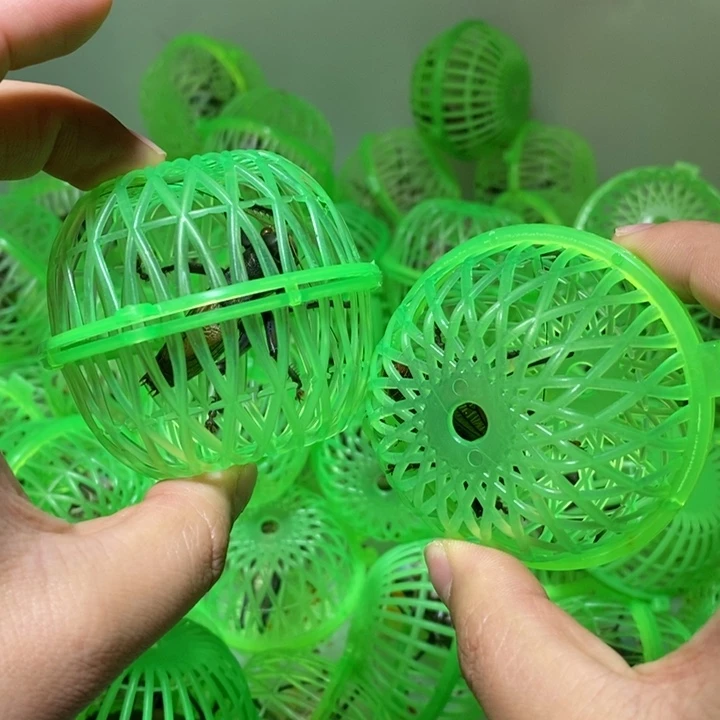 蝈蝈2只 到家7-10天开叫