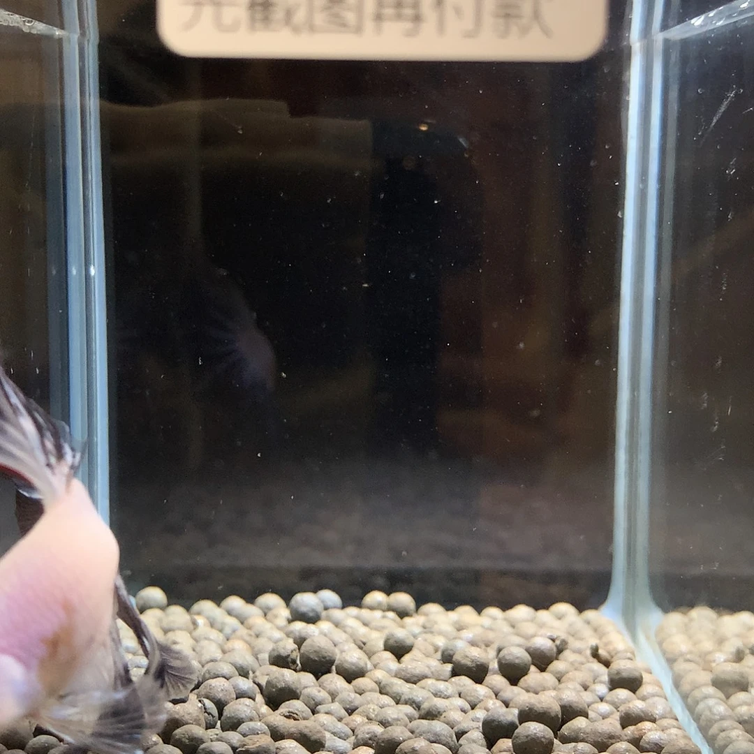 A****斗鱼七弟泰国斗鱼26