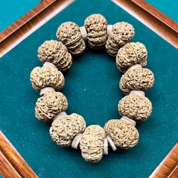 尼泊尔大金刚菩提12瓣29毫米多瓣收藏级