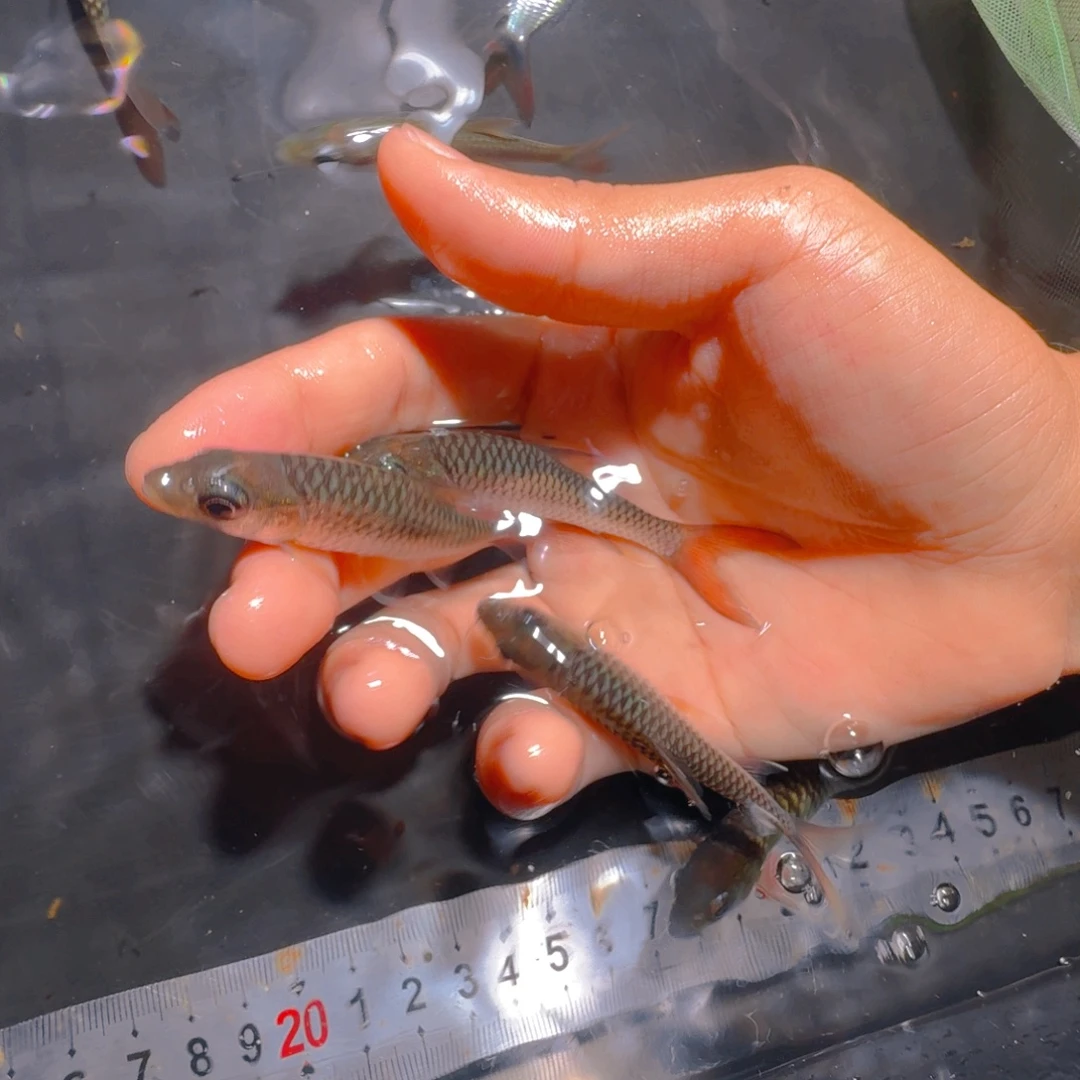 吉罗鱼缅甸盈江吉罗鱼