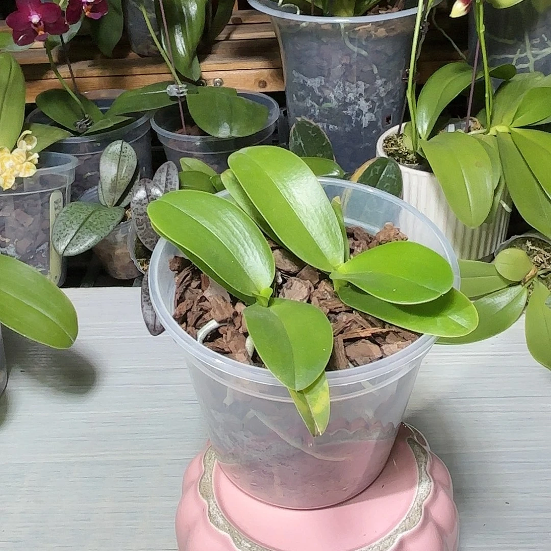 刘***歌当前无花栽培后可以开花梦幻女郎