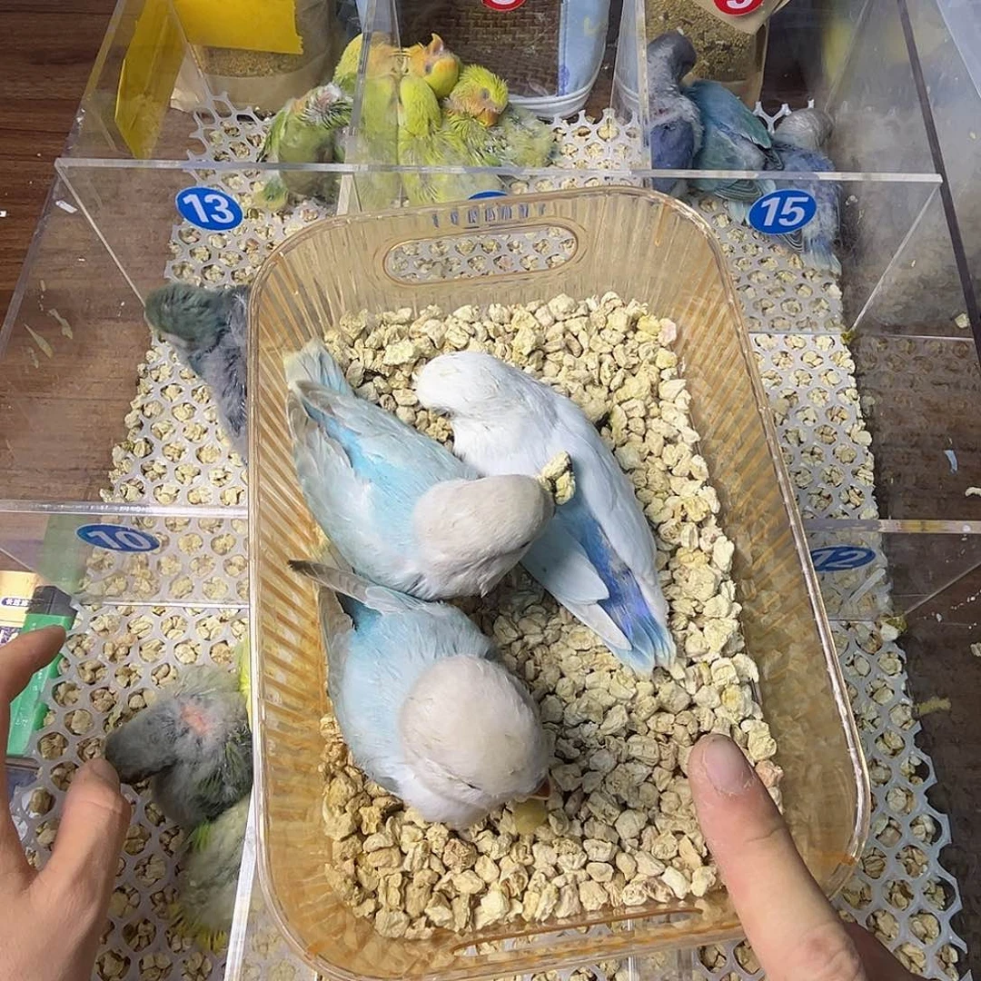 桃脸牡丹鹦鹉松熏，蓝面伊