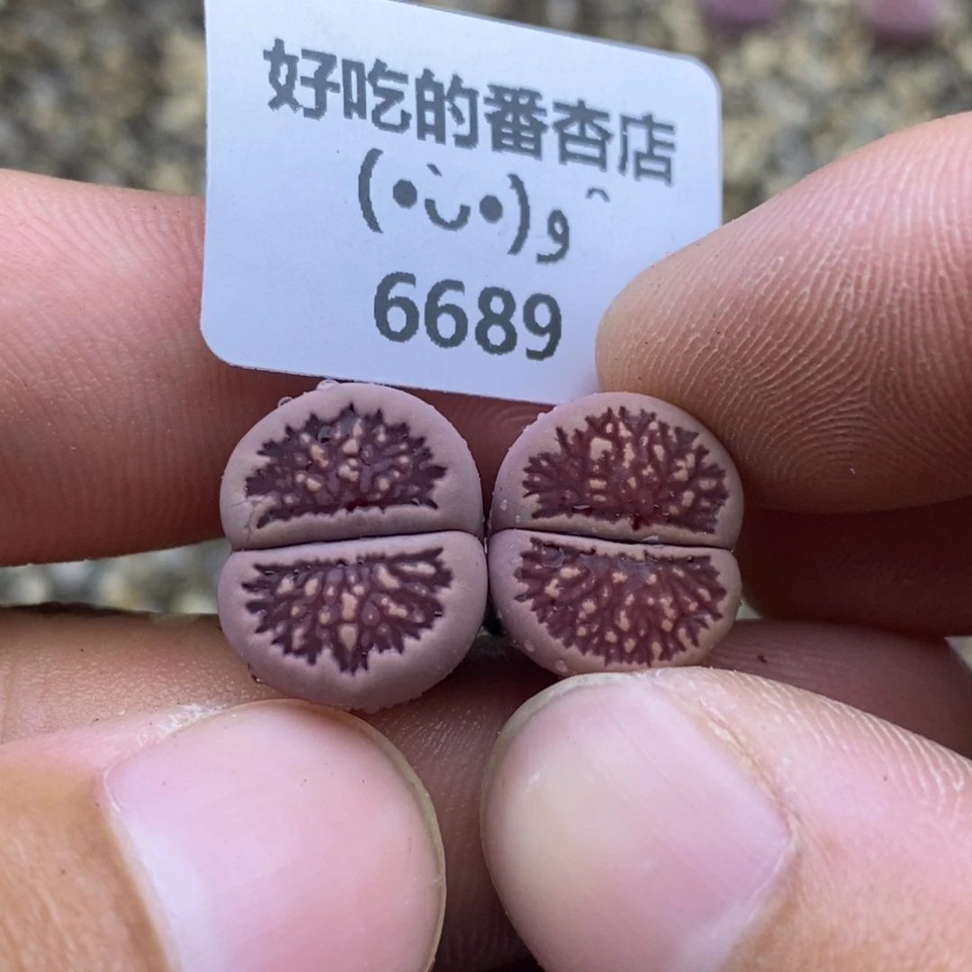 6689。18包邮.当天凑哦。新疆西藏88包邮