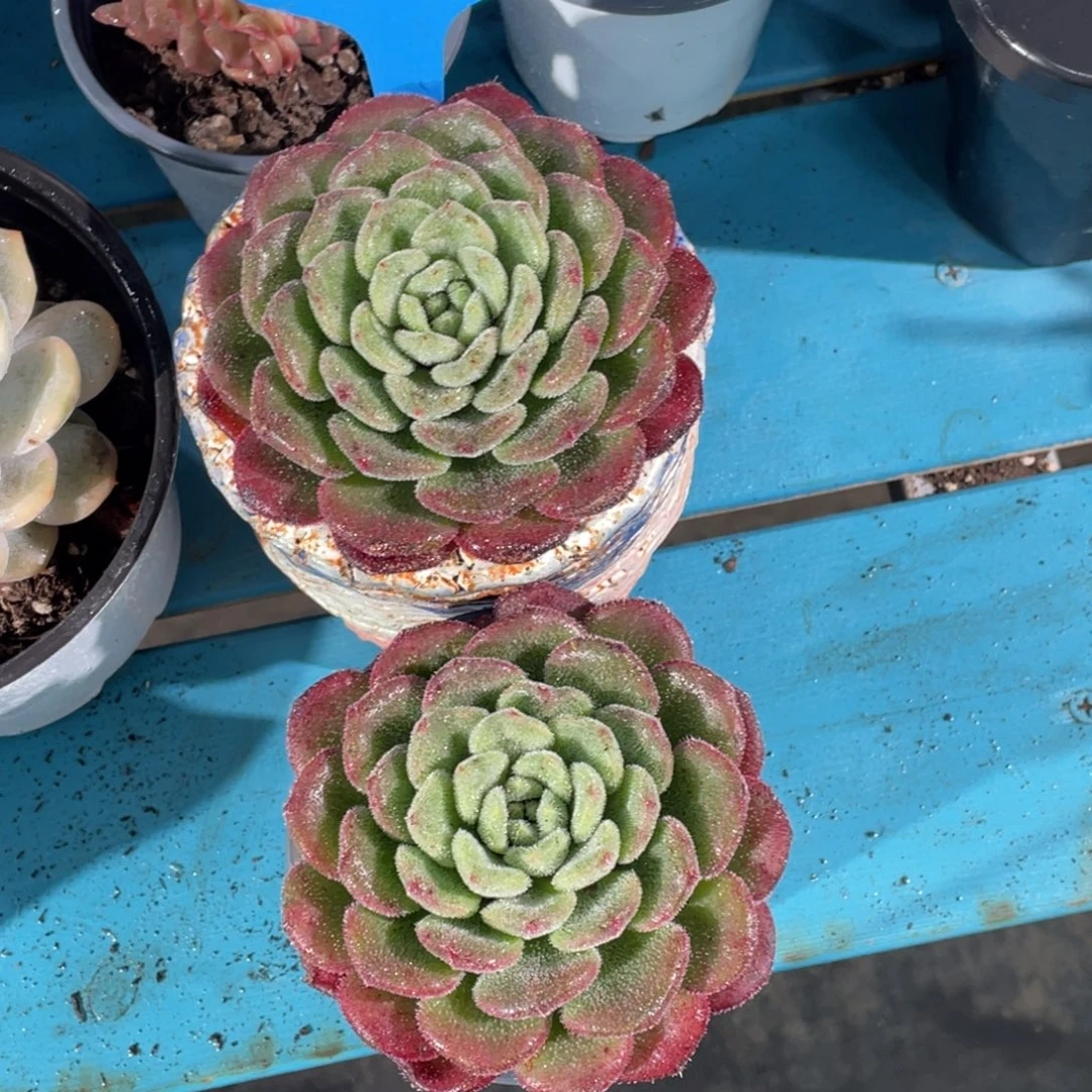 1210-41-卡罗尔大单头一颗