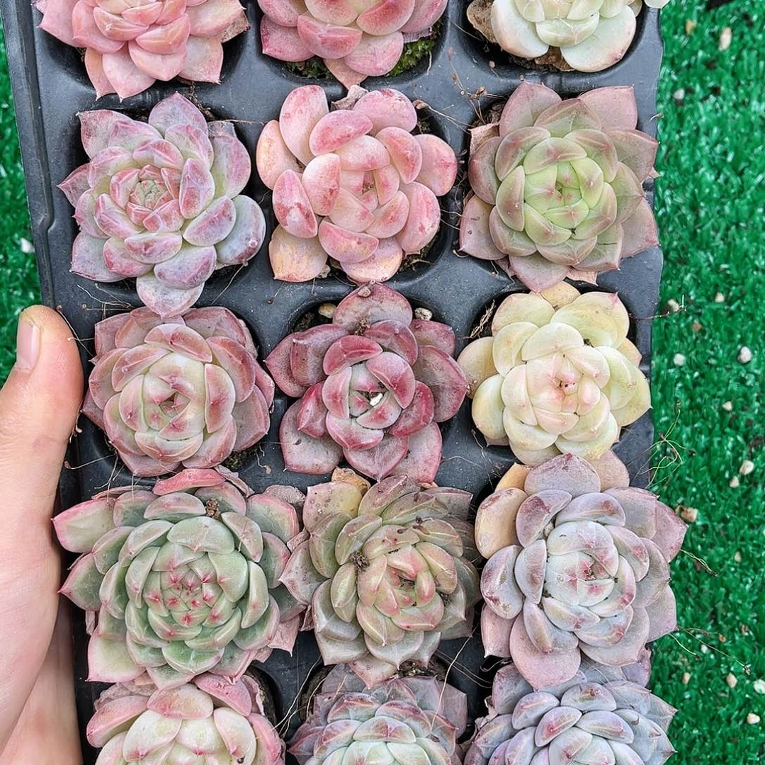 多肉一物一拍21-68