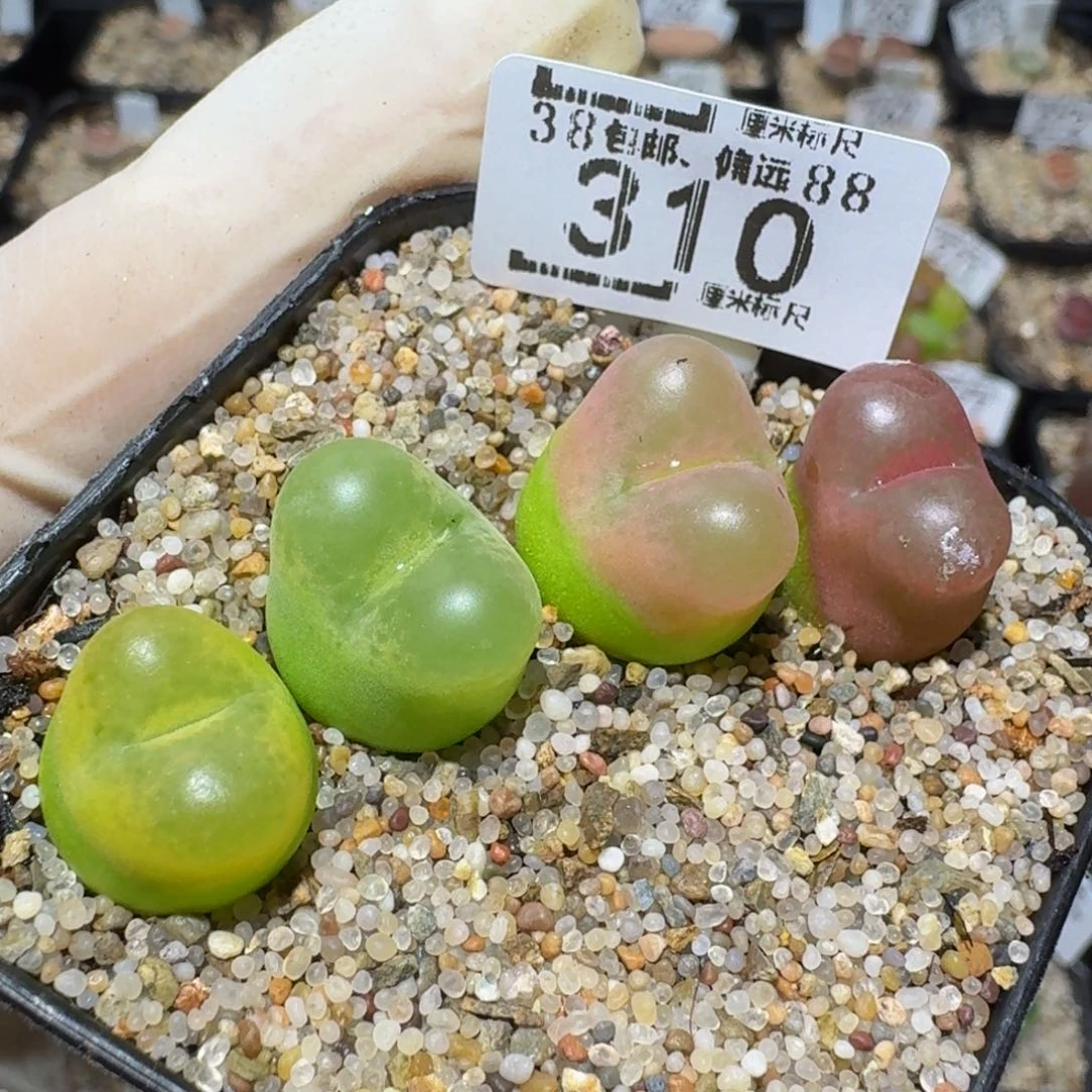 Zzzzz精品生石花310
