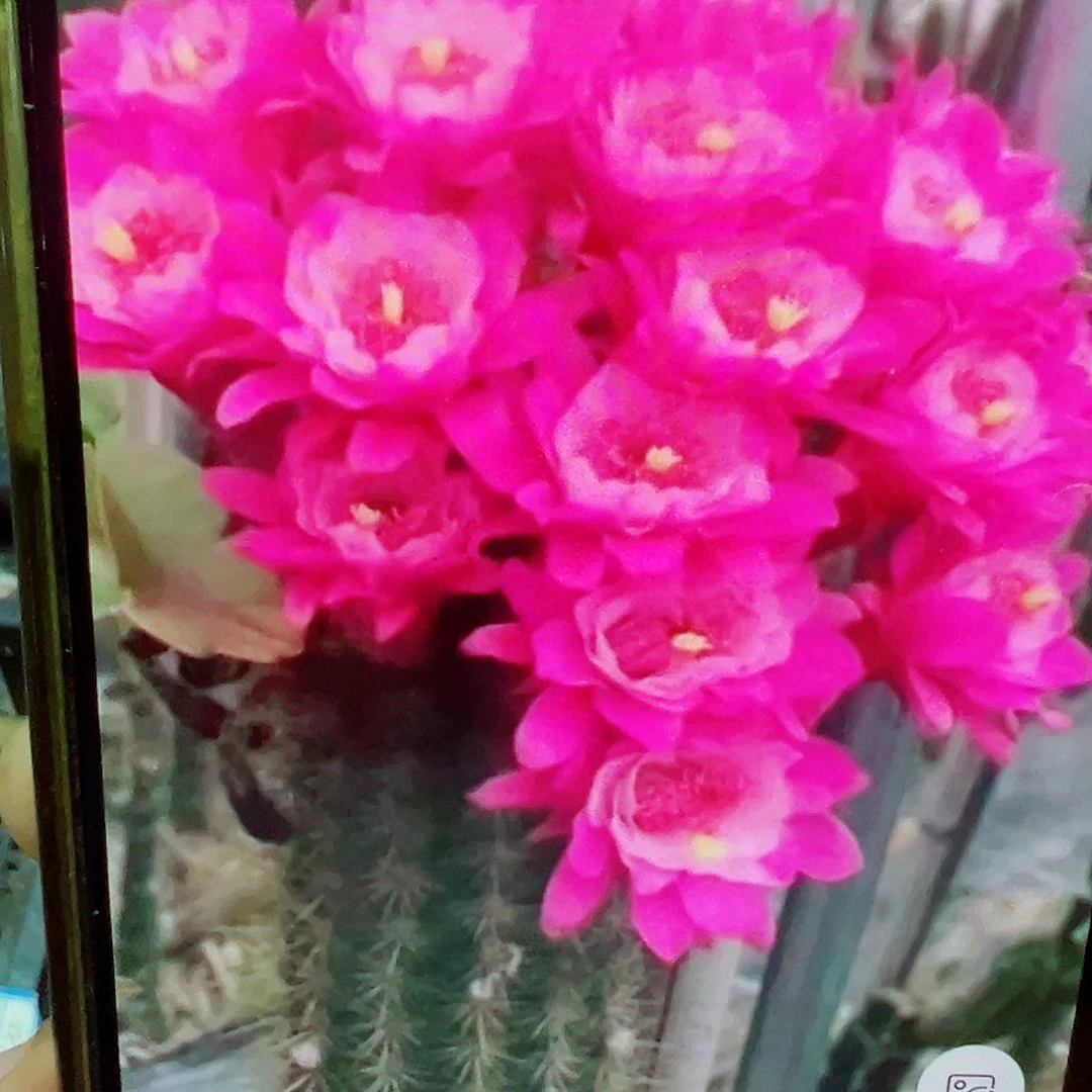 金妞 奥拓 侧芽 满20包邮