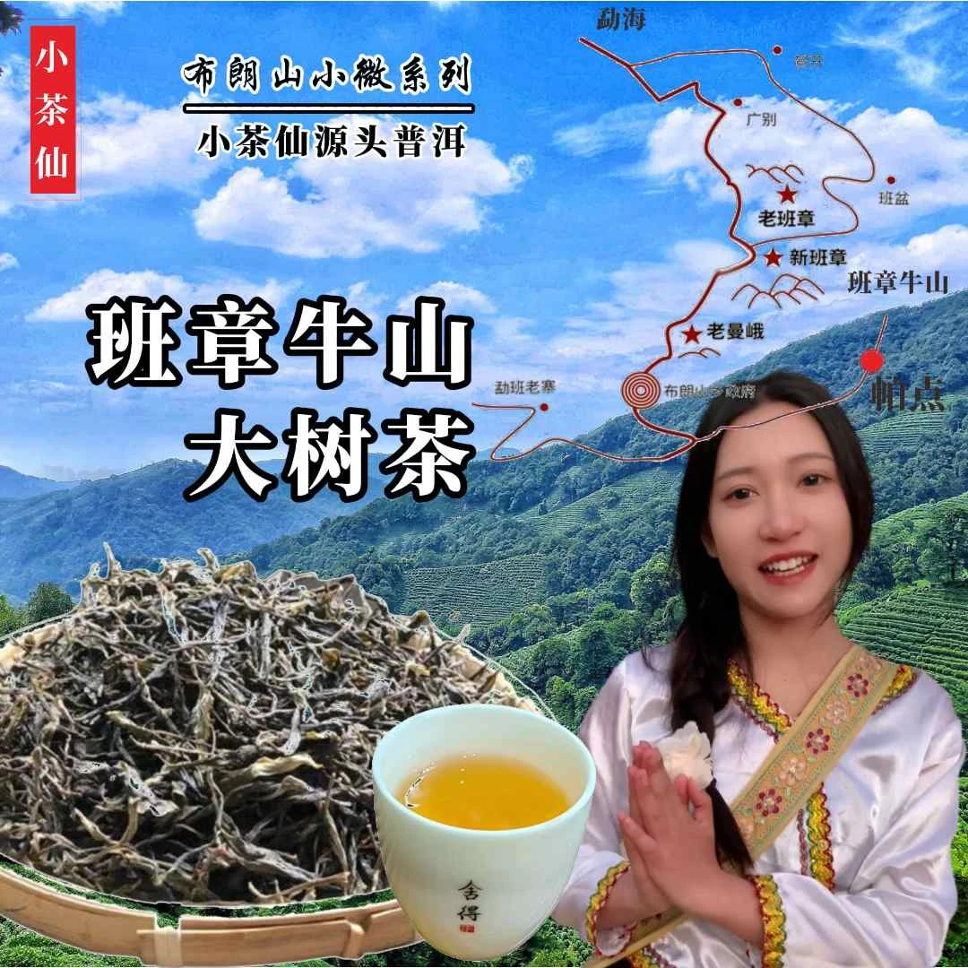 班章牛山*明前野兰香 大树挑采普洱生茶 布朗山小微 布朗19寨系列