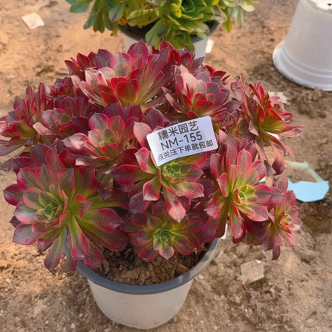 安纳多肉植物老庄155