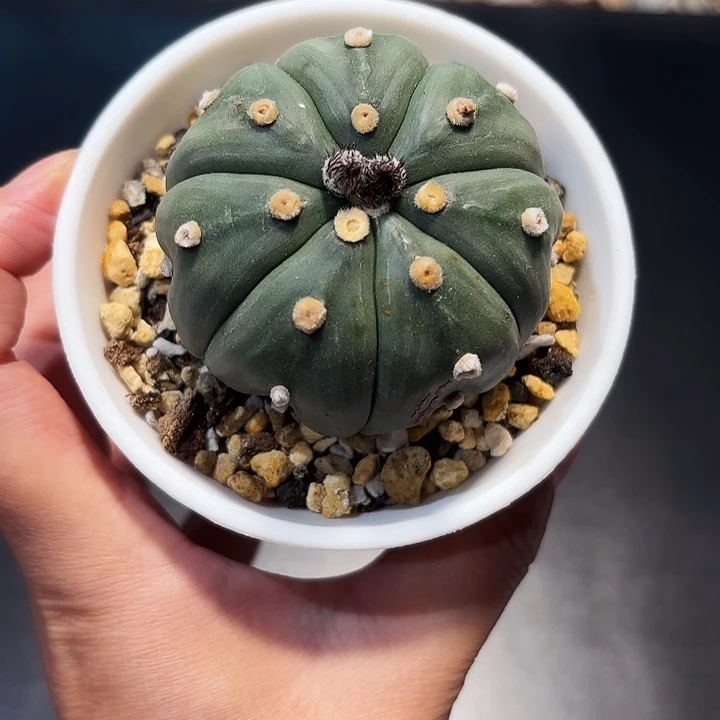 实生琉璃海星福袋