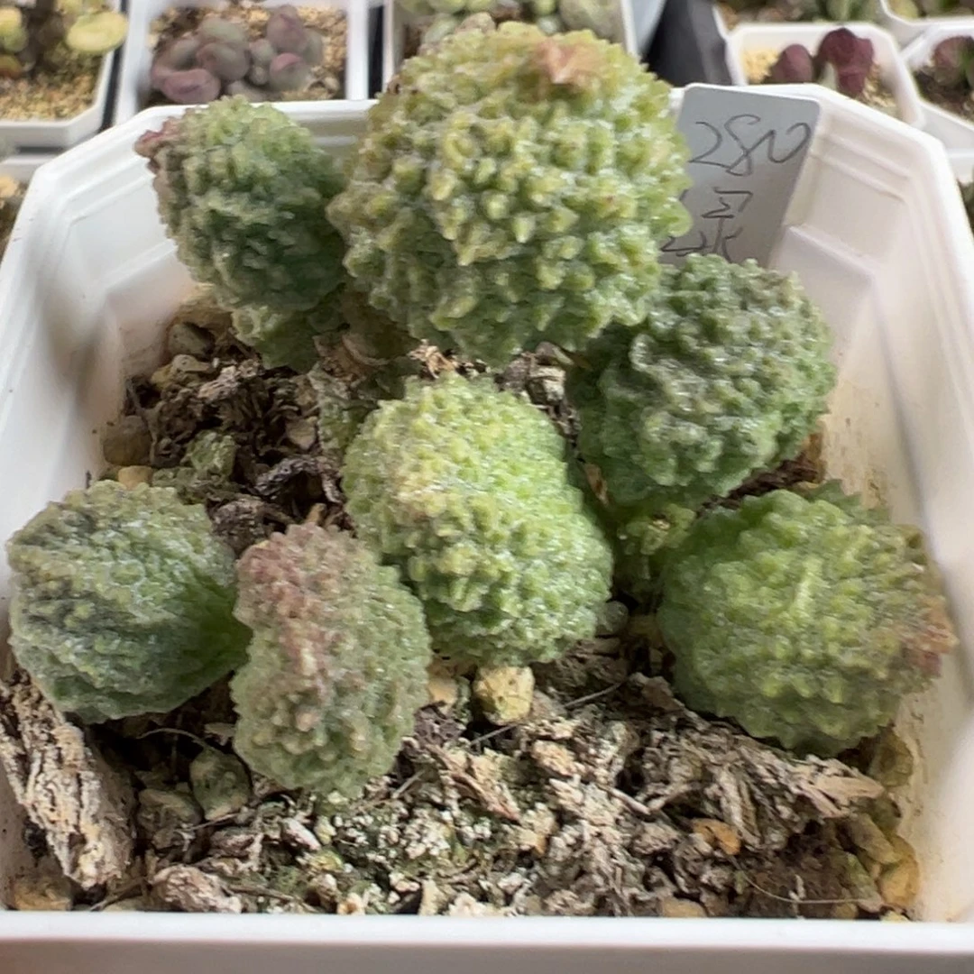 美系绿youling多头纯木质的桩