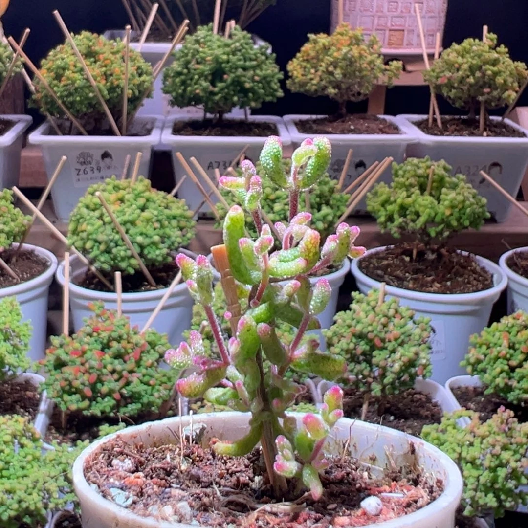 670花斑露一物一拍带盆土发货