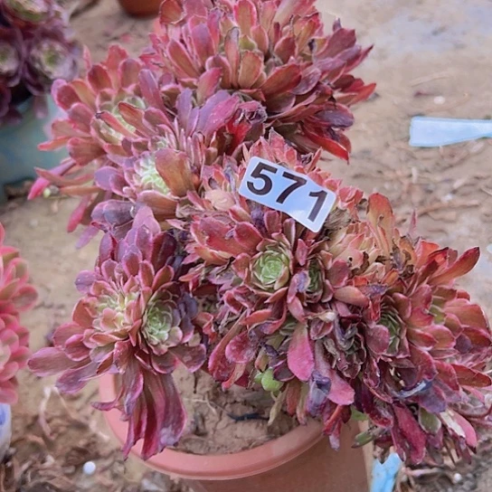暖***日多肉植物一个法师