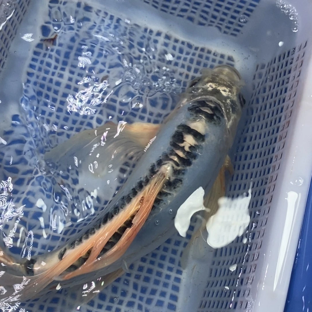 锦鲤冷水锦鲤包邮