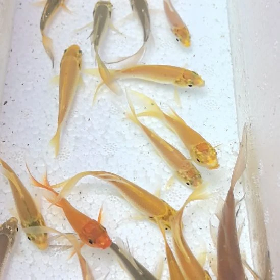 海水鱼锦鲤蝴蝶龙凤锦鲤