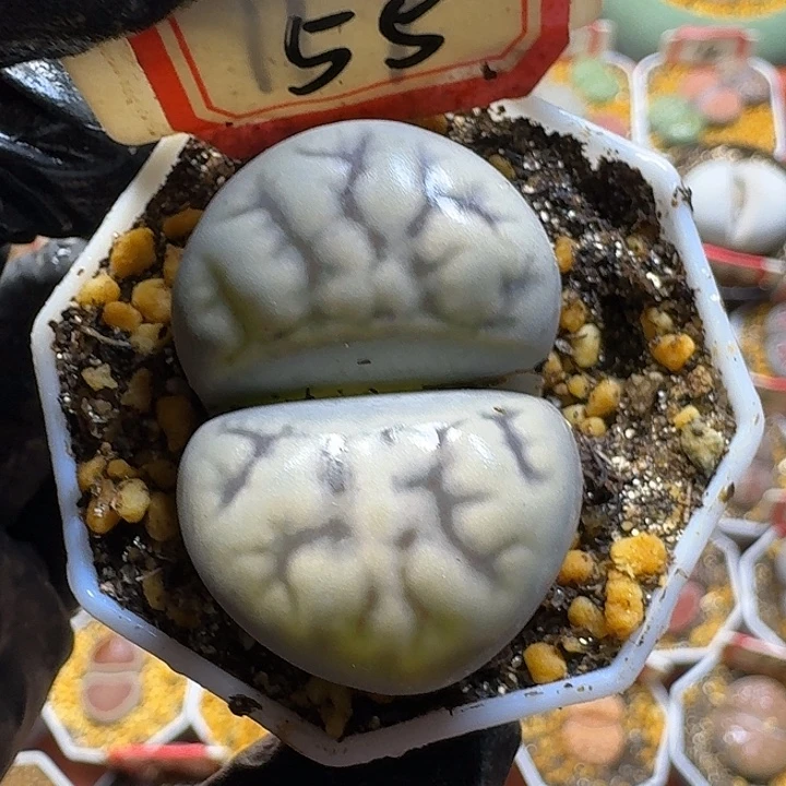 舟***周生石花2:：。生。 79号