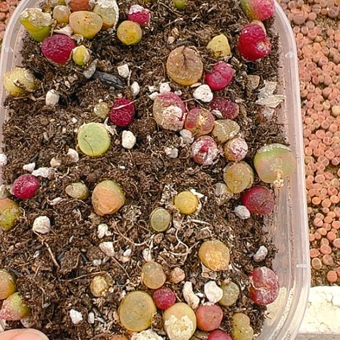 【闪购商品】24877