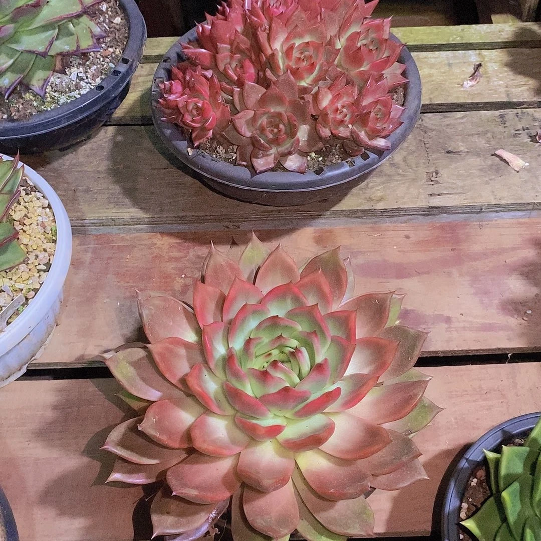 多肉植物韩版福利