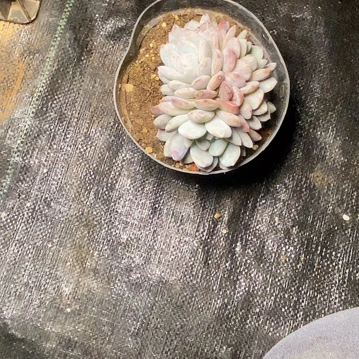 用****038//////////////