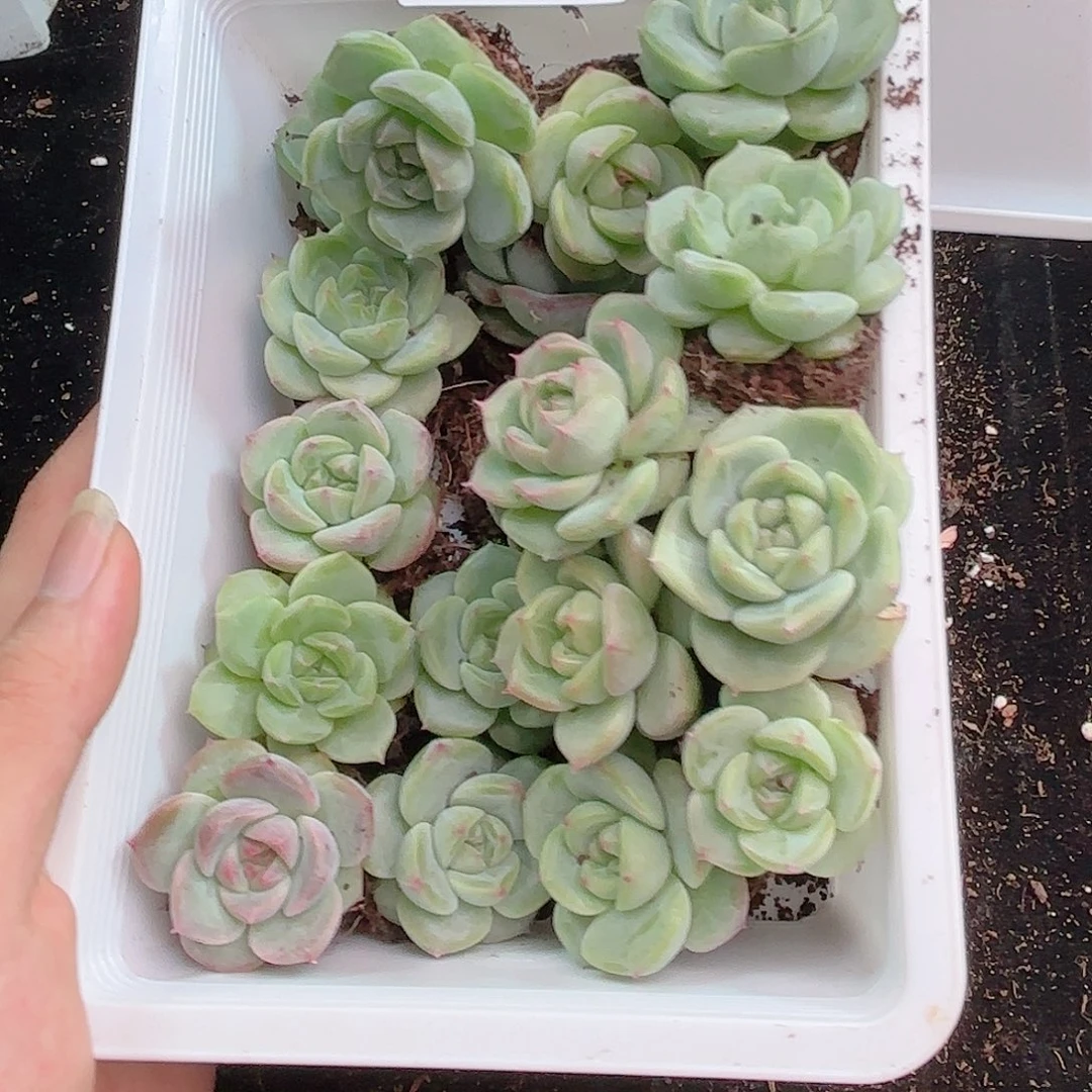 君*260 新疆西藏内蒙不发货