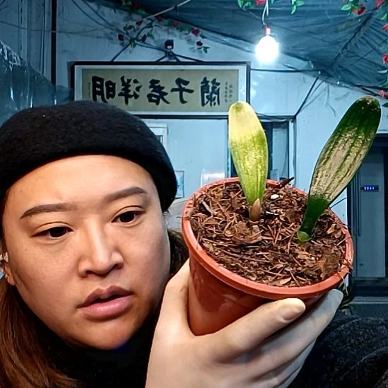 1***月十月一盆39元！！！元