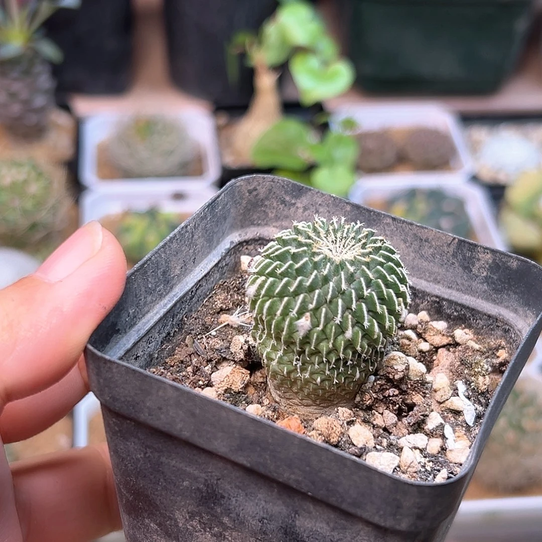 刺缀精巧殿实生2.9CM