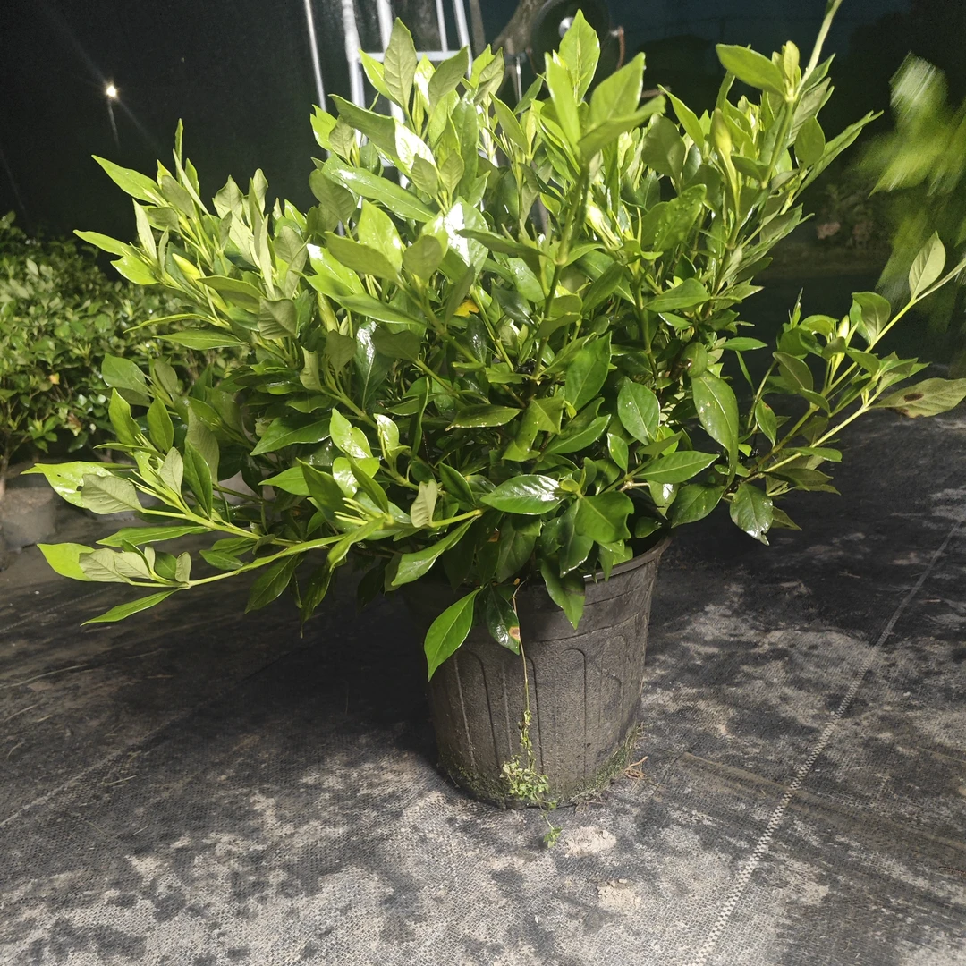 小叶四季栀子花好养开花绿植适合窗台阳台摆放32.8