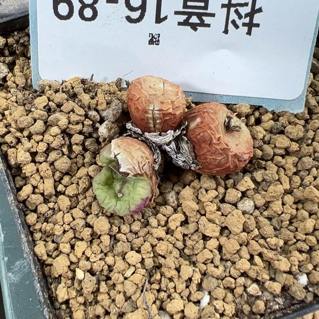 16-89 1968红嘴多肉植物