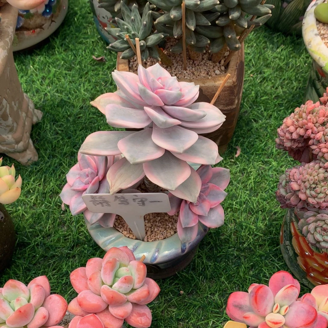 多肉植物u7277273377