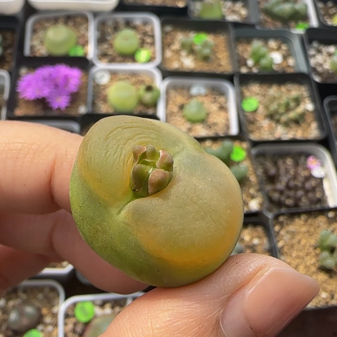 2.4（多肉植物的生长430