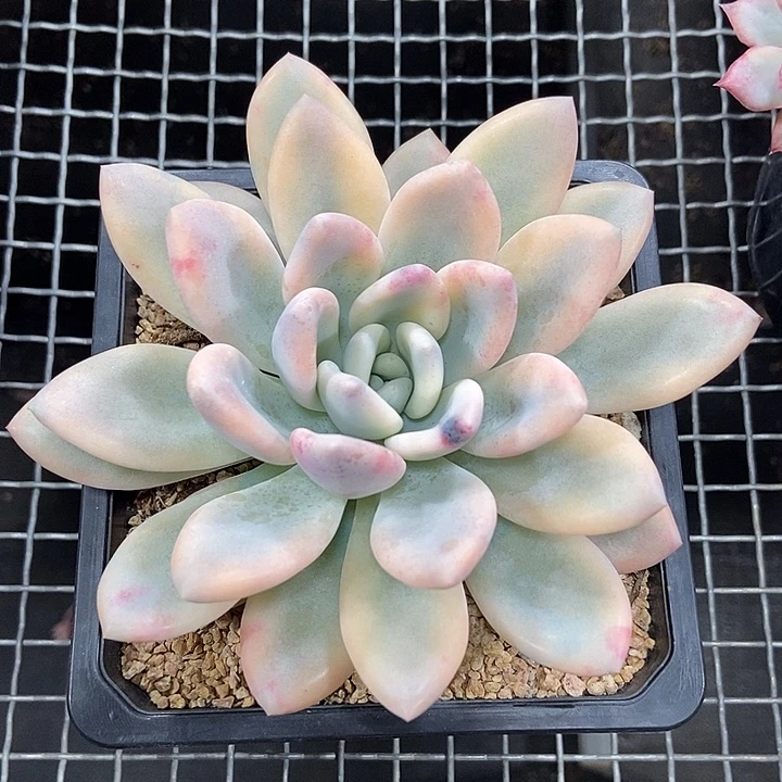奥普彩锦多肉植物