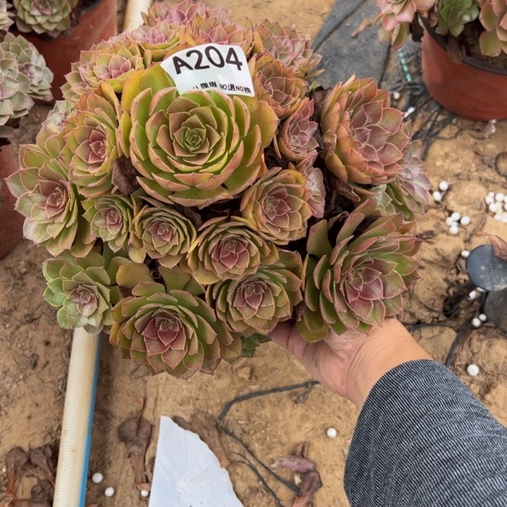 桃花石多肉植物204.