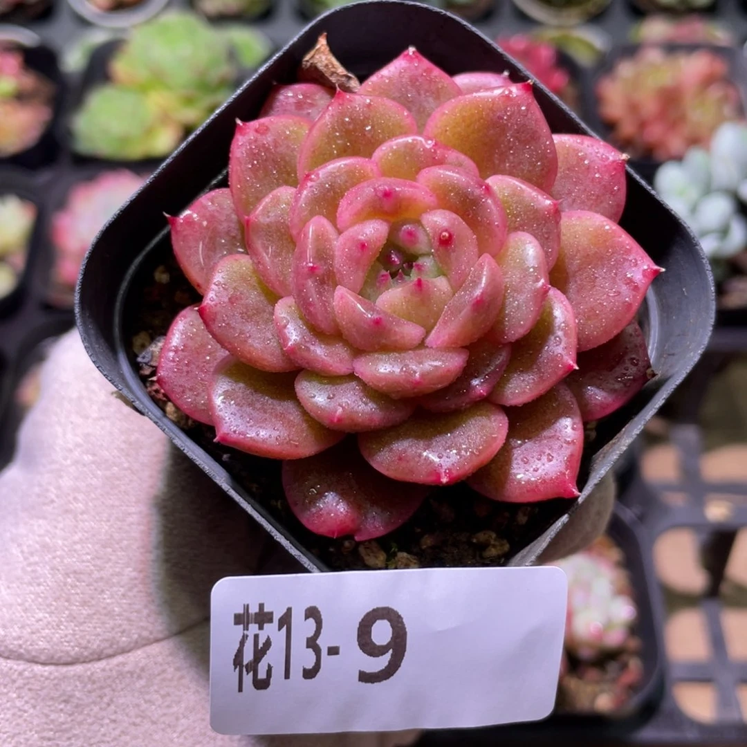 花利美13-9灵翠单头