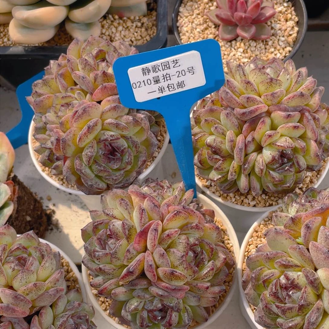 0210-20-黑橙大群手捧一颗