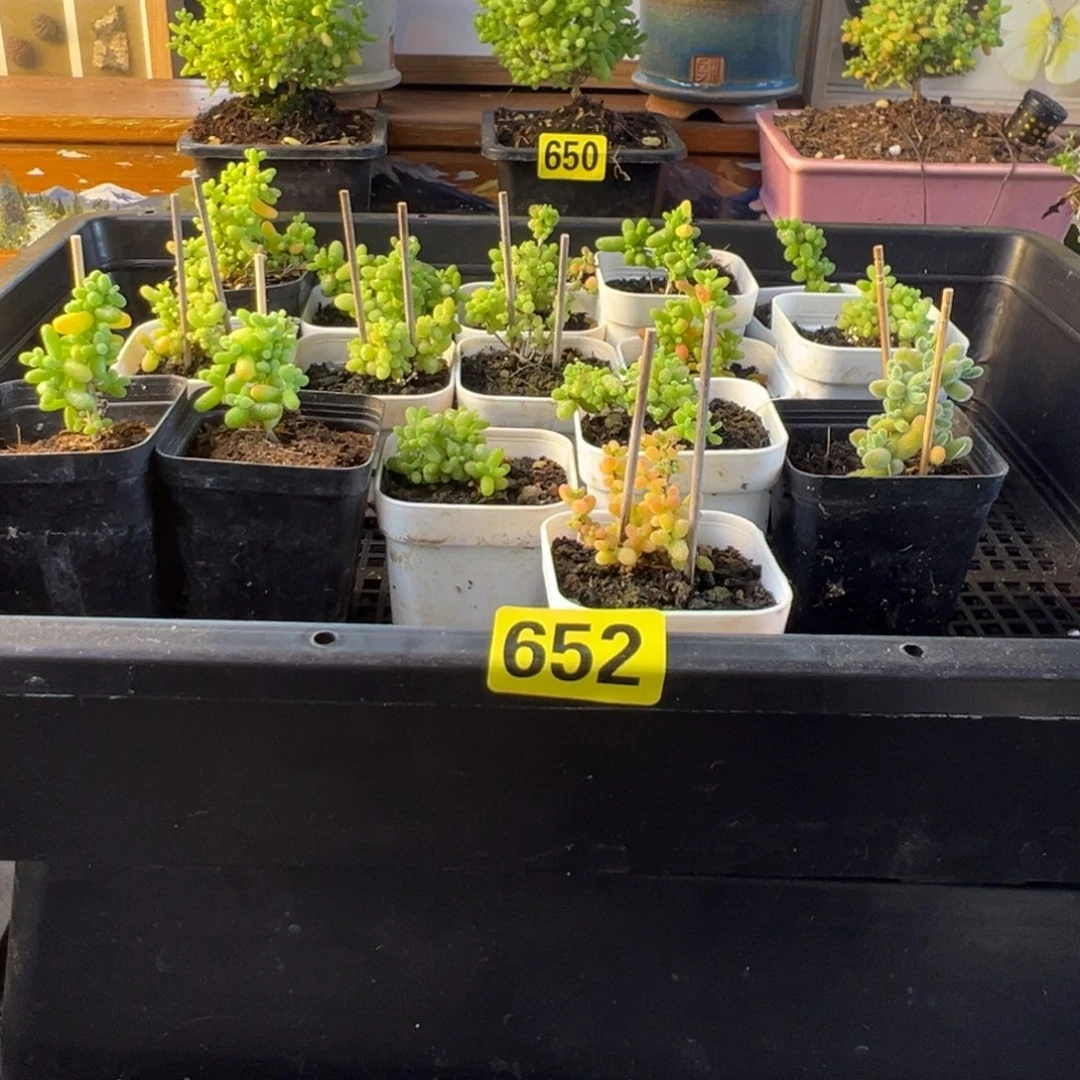 枝干番杏多肉植物652