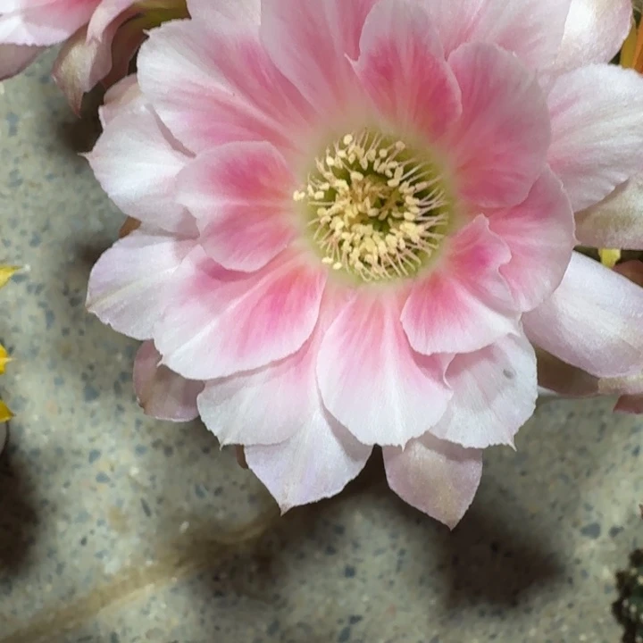 224丽花甜心歪3公分左右无根侧牙，20包邮