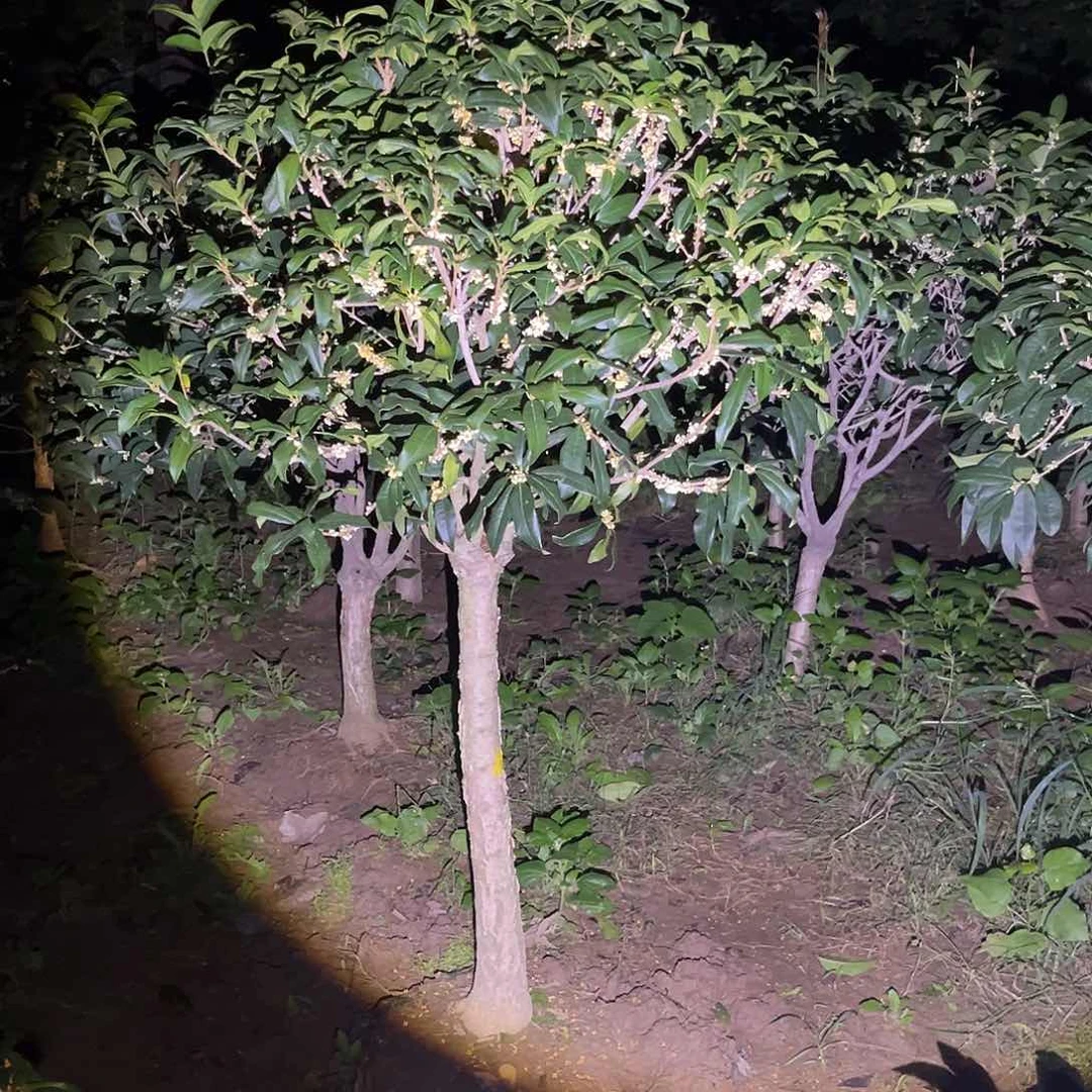 当前无花栽培后可以开花环****业