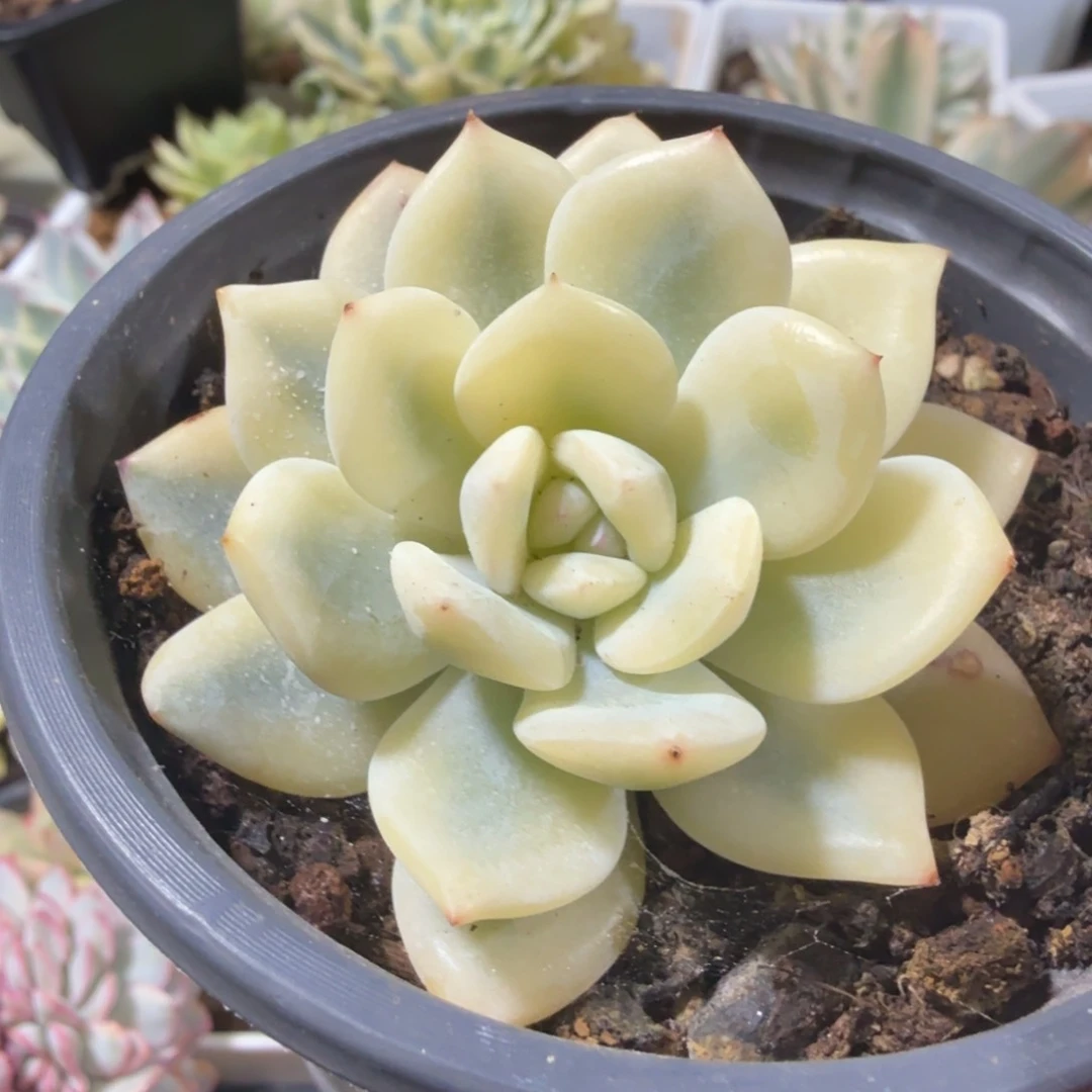 梦露锦宽锦，多肉锦