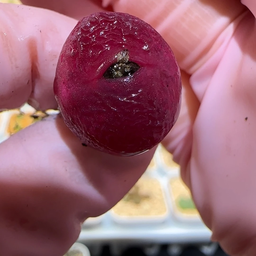 绑***咪肉锥多肉植物百科-1265