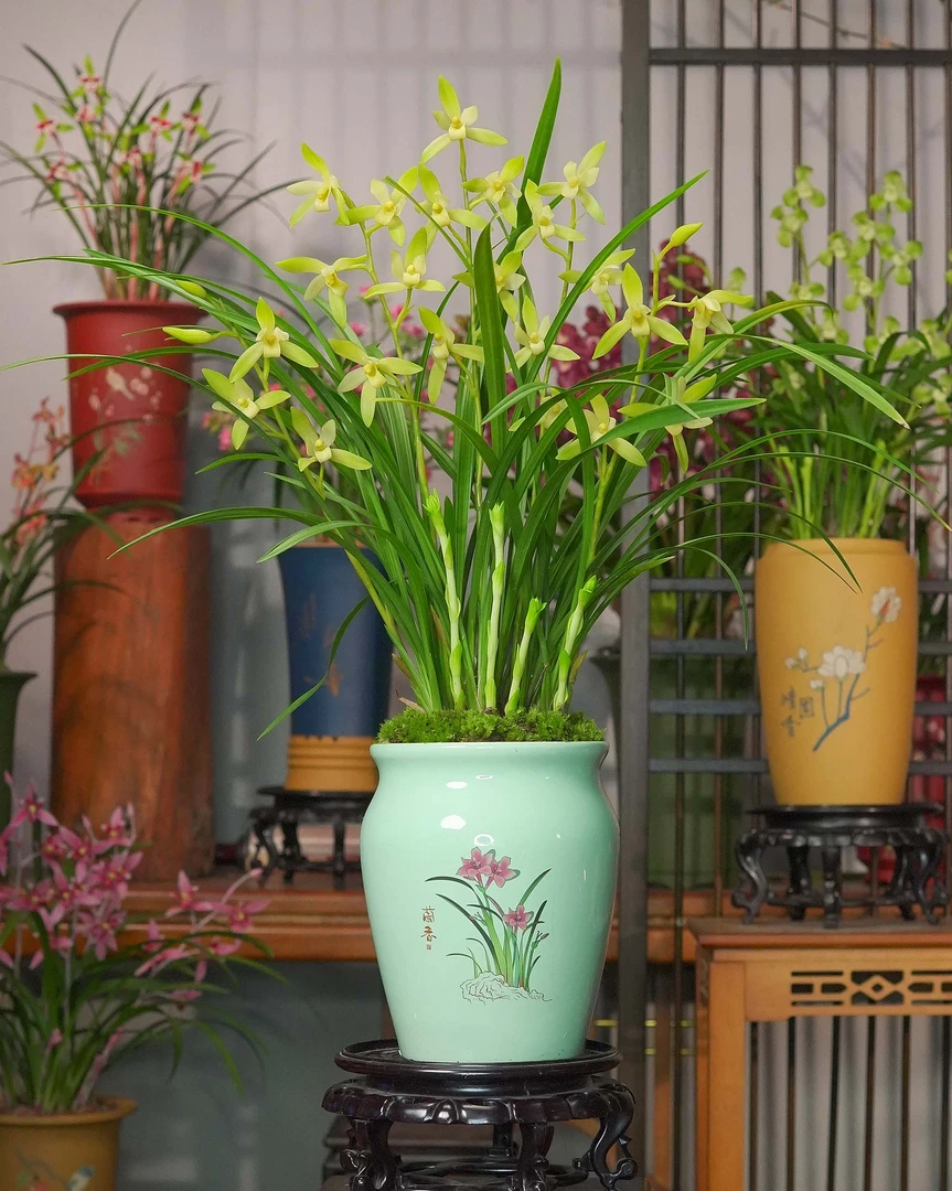 建兰铭品素心花玉玲珑带花苞兰花天青色陶瓷盆种好室内盆景盆栽