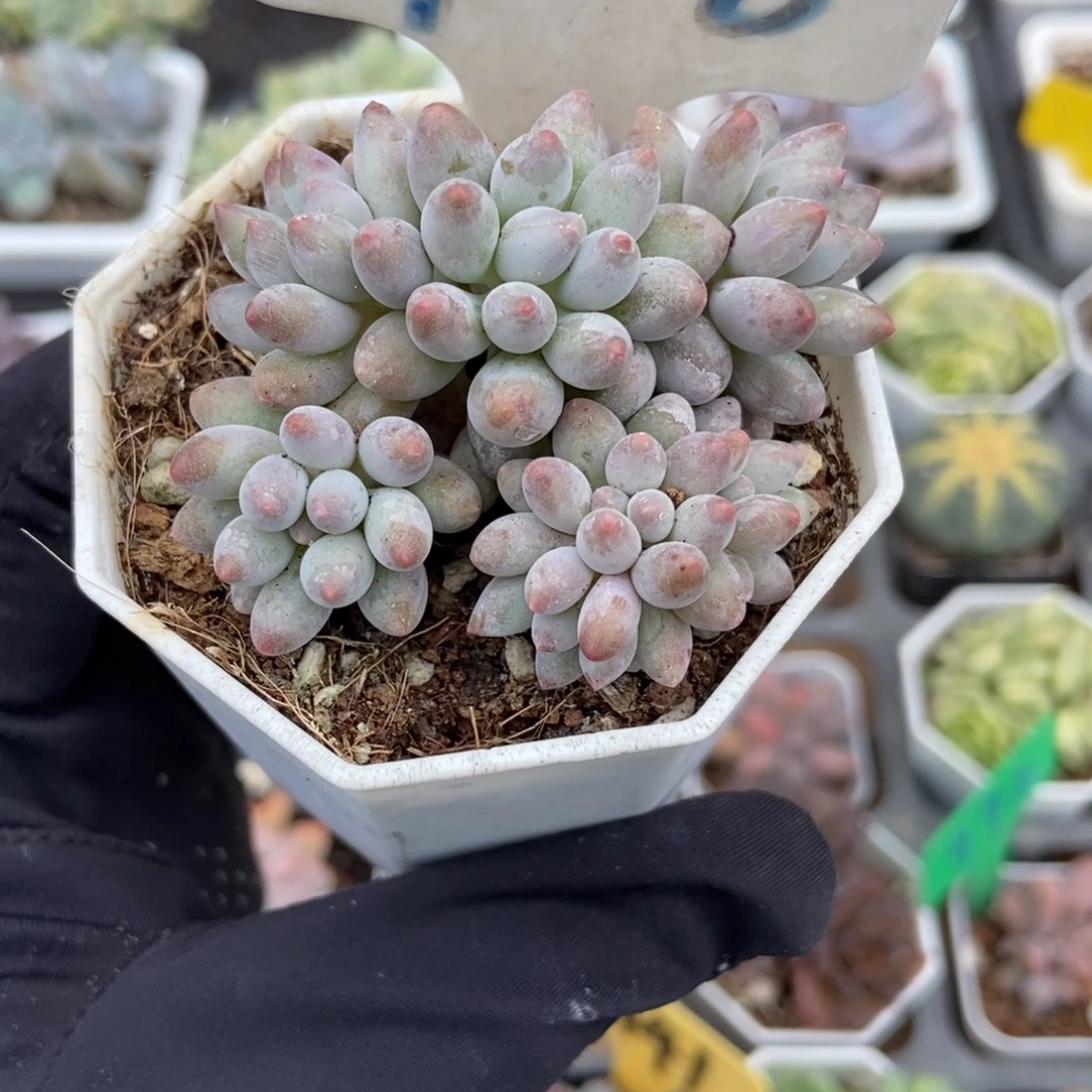 908婴儿手指多肉植物