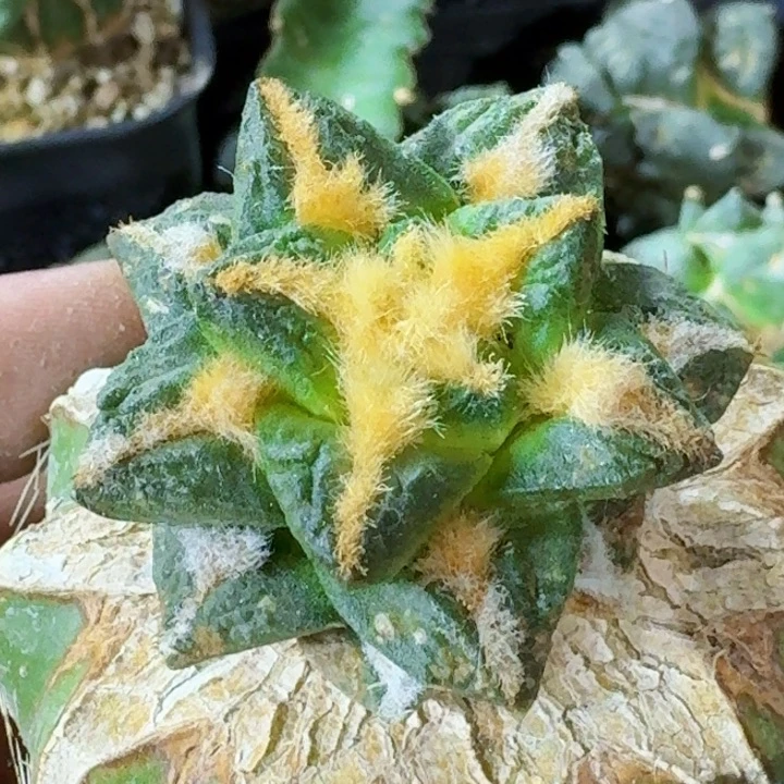 无花朵福利苗接黑牡丹龟498