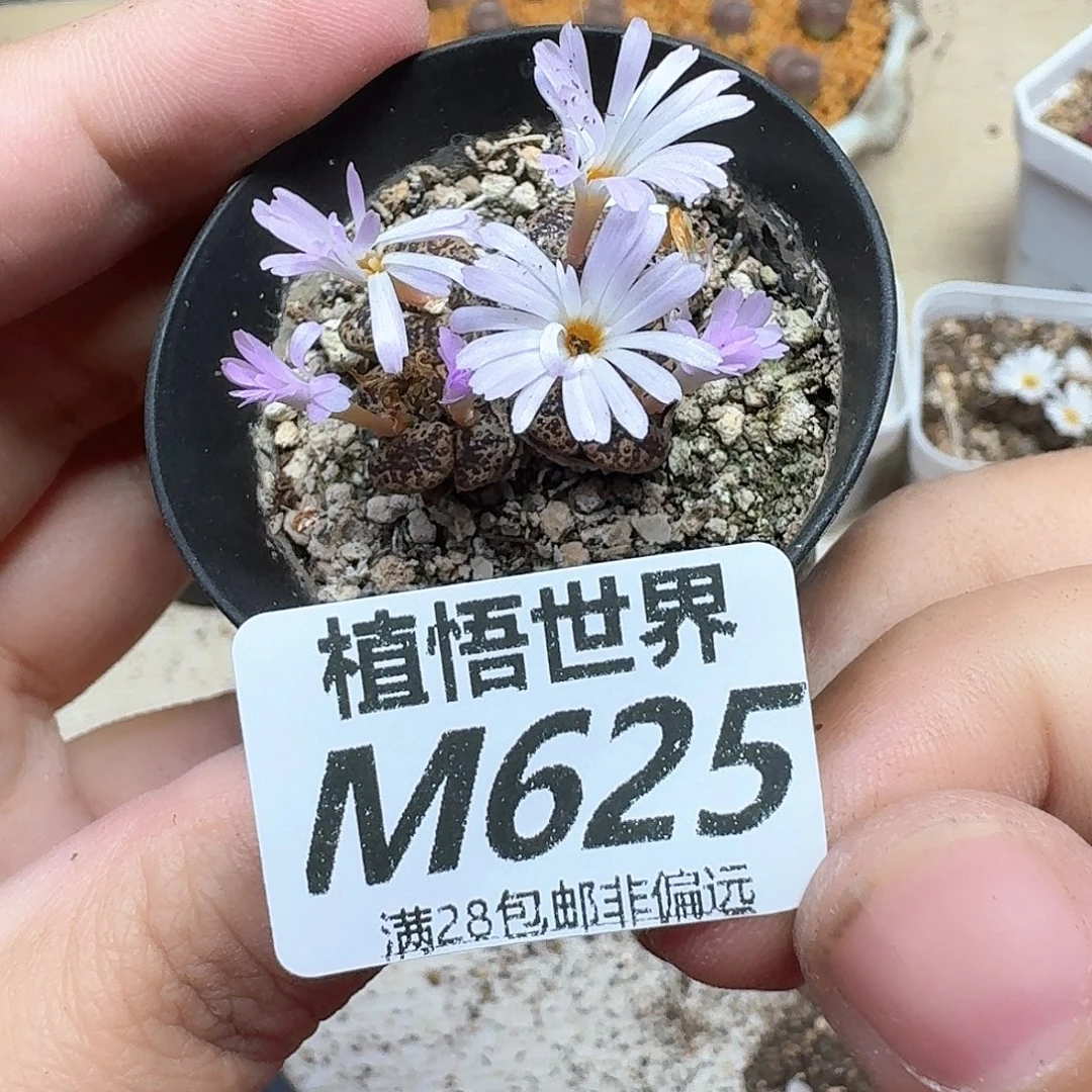 多肉植物的润泽nmkk