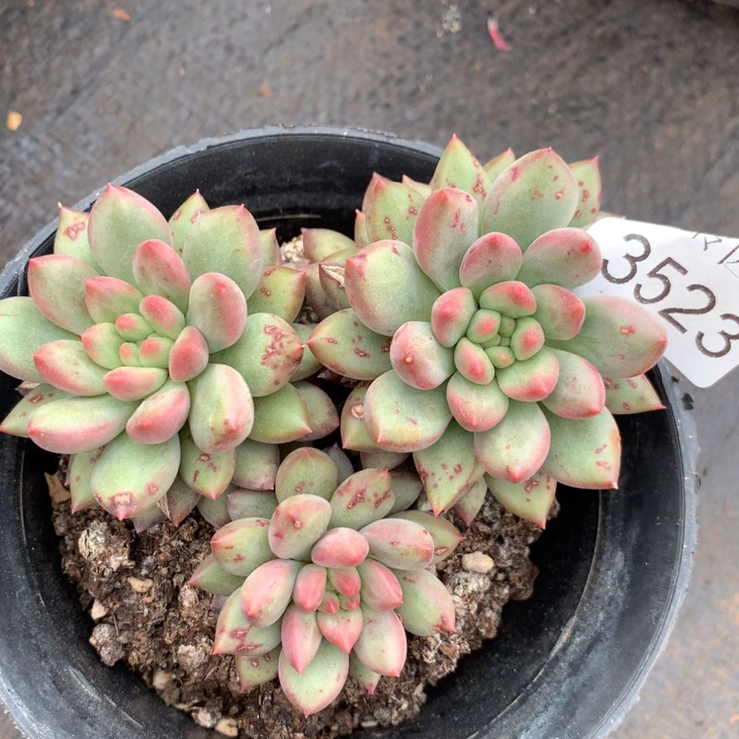 3523杂交精品基地10厘米